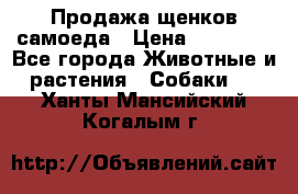 Продажа щенков самоеда › Цена ­ 40 000 - Все города Животные и растения » Собаки   . Ханты-Мансийский,Когалым г.